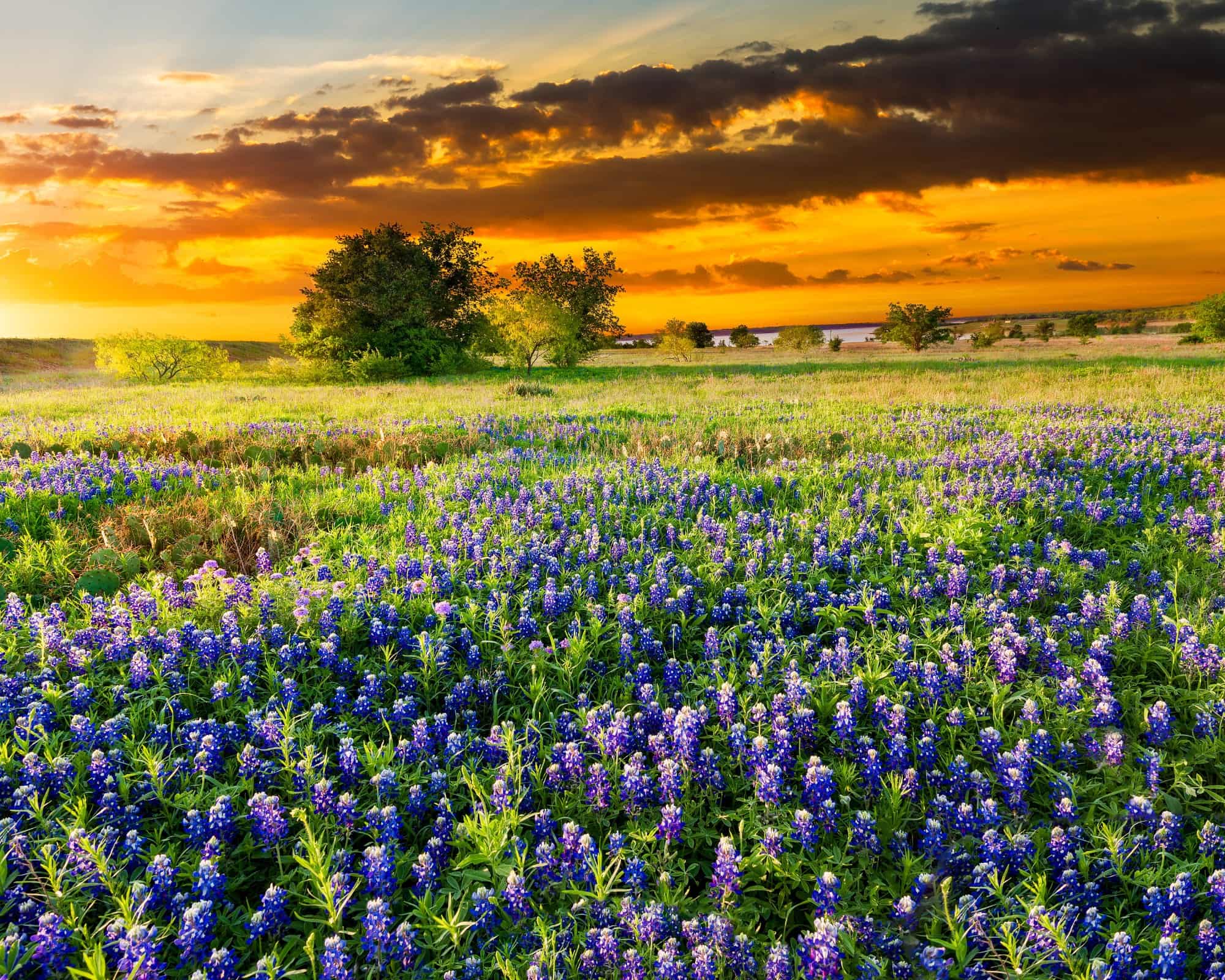 Off-Market Texas Land & Development Opportunities